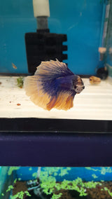 5- BETTA MUSTARD BLU