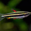 NANNOSTOMUS SP.