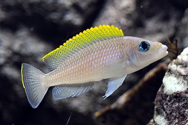 NEOLAMPROLOGUS CAUDOPUNCTATUS KAPAMPA ORANGE