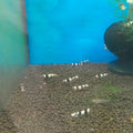 CARIDINA BLACK CRYSTAL