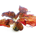 DENNERLE PLANTS - NYMPHAEA LOTUS RED