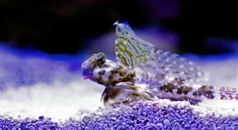 SYNCHIROPUS OCELLATUS
