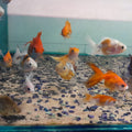 ORANDA SMALL MIX 4-6CM