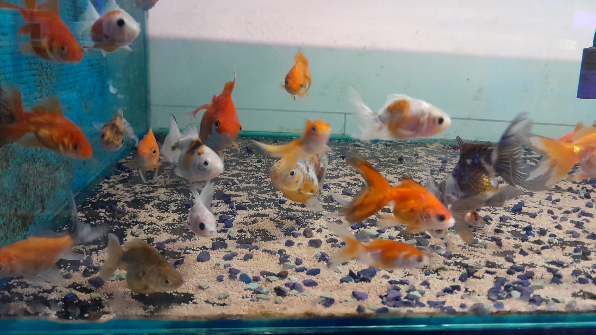 ORANDA SMALL MIX 4-6CM