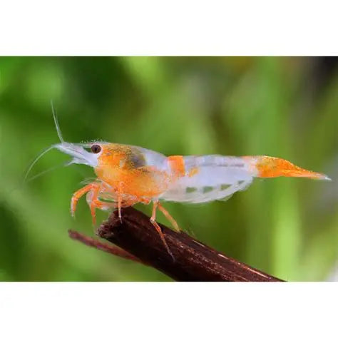 CARIDINA RILI