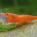 CARIDINA ORANGE PUMPKIN