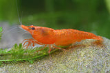 CARIDINA ORANGE PUMPKIN