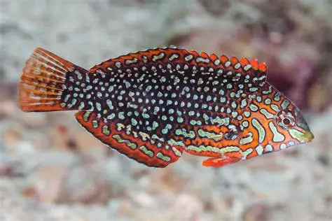 MACROPHARINGODON ORNATUS