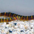 PANGIO KUHLII