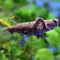 PANTODON BUCHOLZI 6-7CM