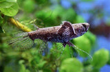 PANTODON BUCHOLZI 6-7CM