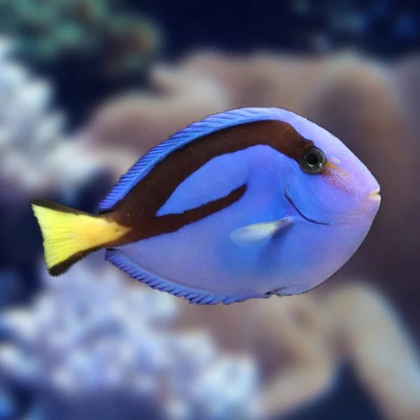 PARACANTHURUS HEPATUS