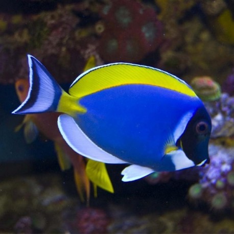 ACANTHURUS LEUCOSTERNON