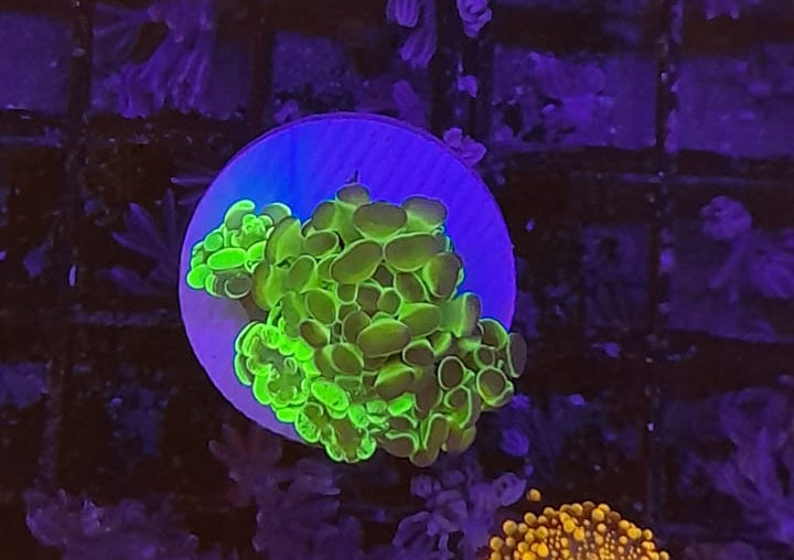 EUPHYLLIA PARADIVISA