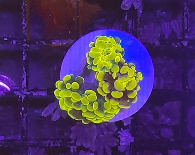 EUPHYLLIA PARAANCORA