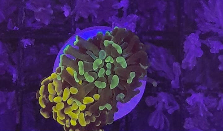 EUPHYLLIA PARAANCORA