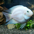 PARROT PLATINUM SMALL