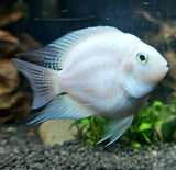 PARROT PLATINUM SMALL