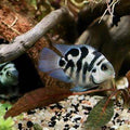 PARROT POLAR BLU