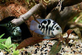 PARROT POLAR BLU