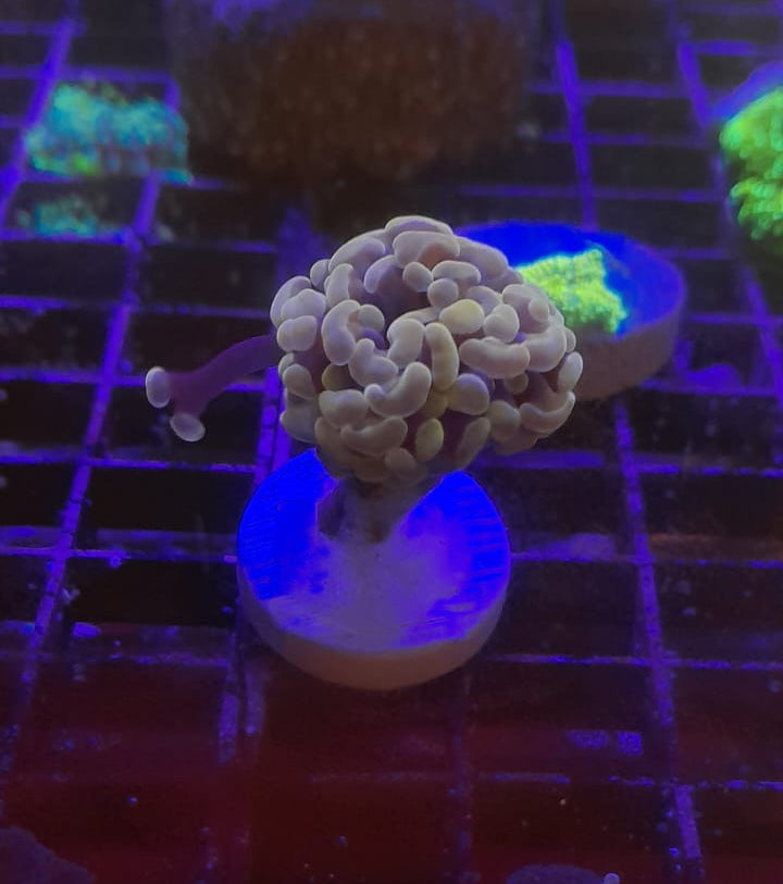 EUPHYLLIA PARAANCORA ORANGE