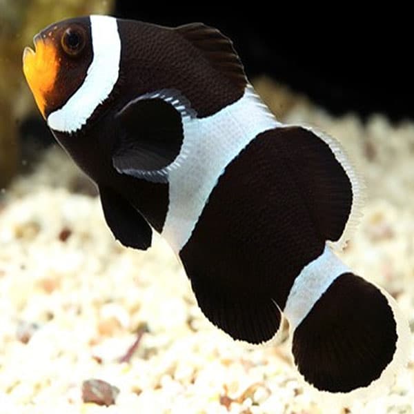 AMPHIPRION OCELLARIS