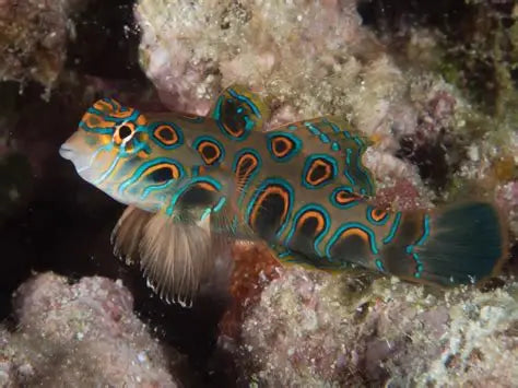 SYNCHIROPUS PICTURATUS