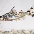 PIMELODELLA PIMELODUS PICTUS