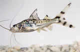 PIMELODELLA PIMELODUS PICTUS