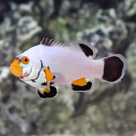 AMPHIPRION OCELLARIS PLATINUM
