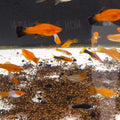 XIPHOPHORUS HELLERII - PORTA SPADA
