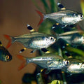 PRISTELLA MAXILLARIS
