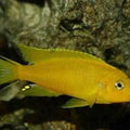 PSEUDOTROPHEUS DAKTARI 5-7