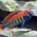 PUNDAMILIA NIEREREI