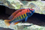 PUNDAMILIA NIEREREI