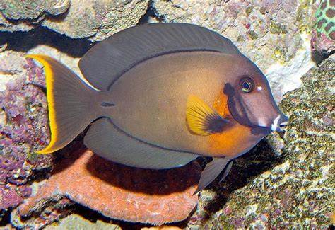 ACANTHURUS PYROPHERUS