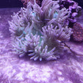 RADHIANTHUS ANEMONE LONG TENTACLES