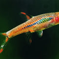 Rasbora Brigittae
