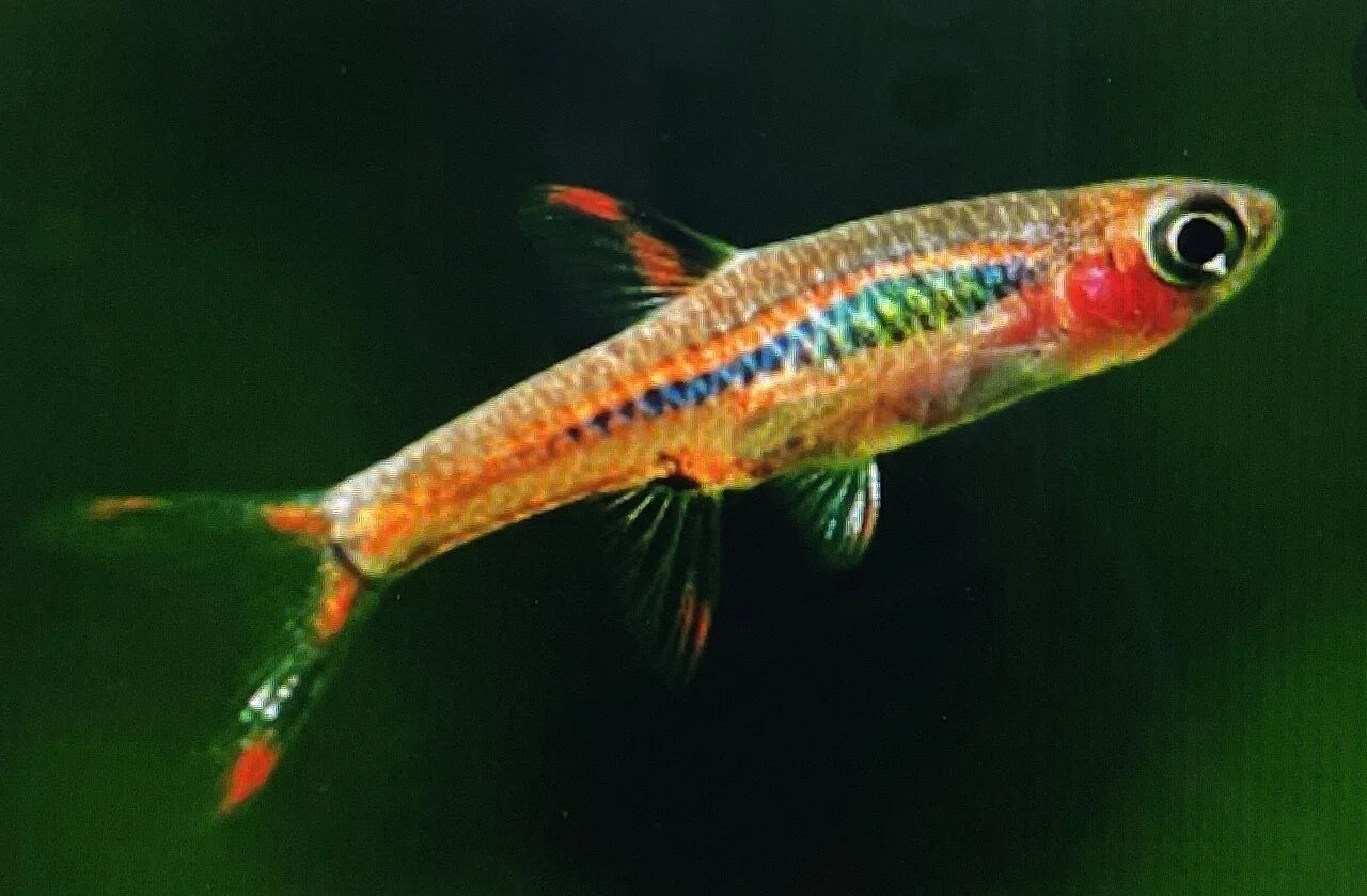 Rasbora Brigittae