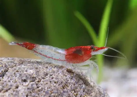 CARIDINA RILI
