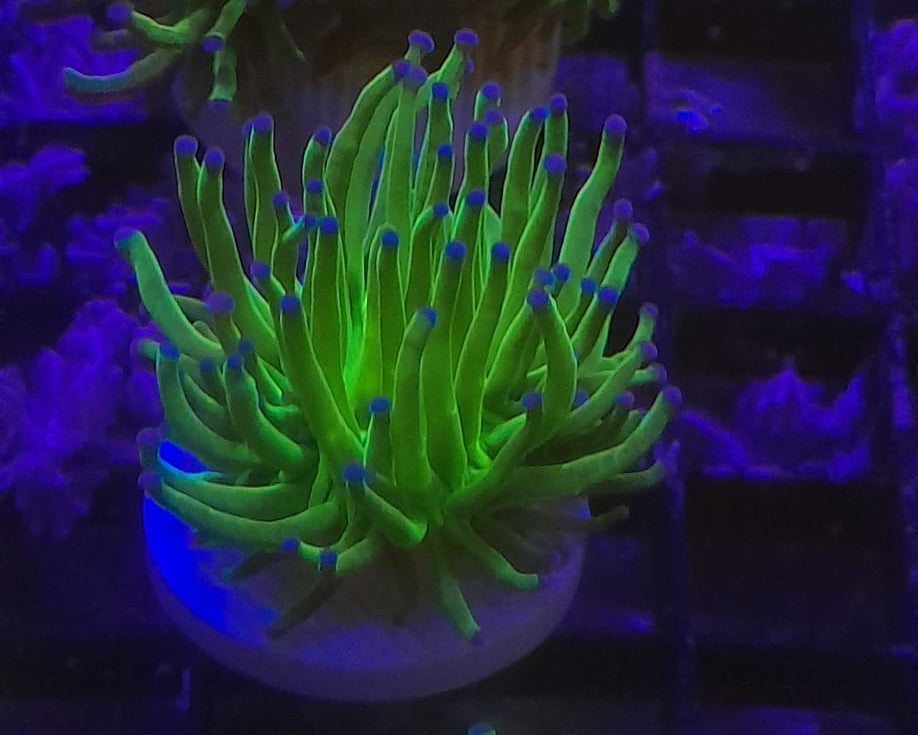 EUPHYLLIA GLABRESCENS REVERSE HOLY GRAIL