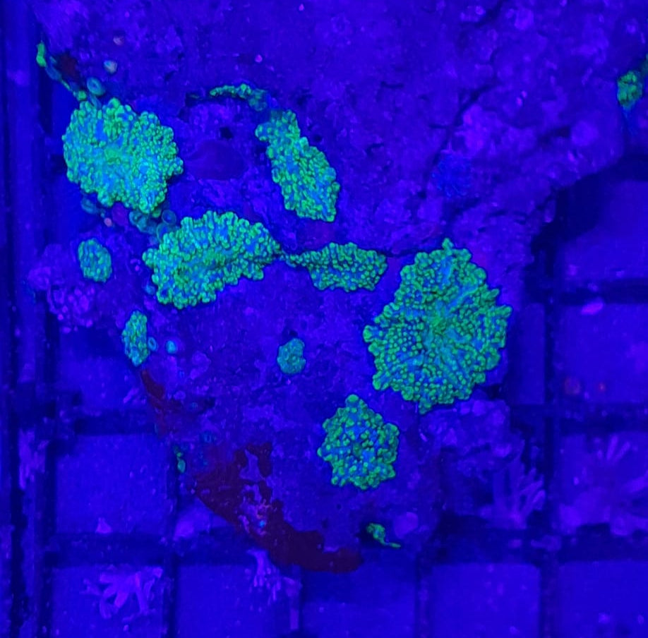 RHODACTIS RIC B