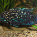 ROCIO OCTOFASCIATA