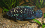 ROCIO OCTOFASCIATA