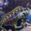 SALARIAS