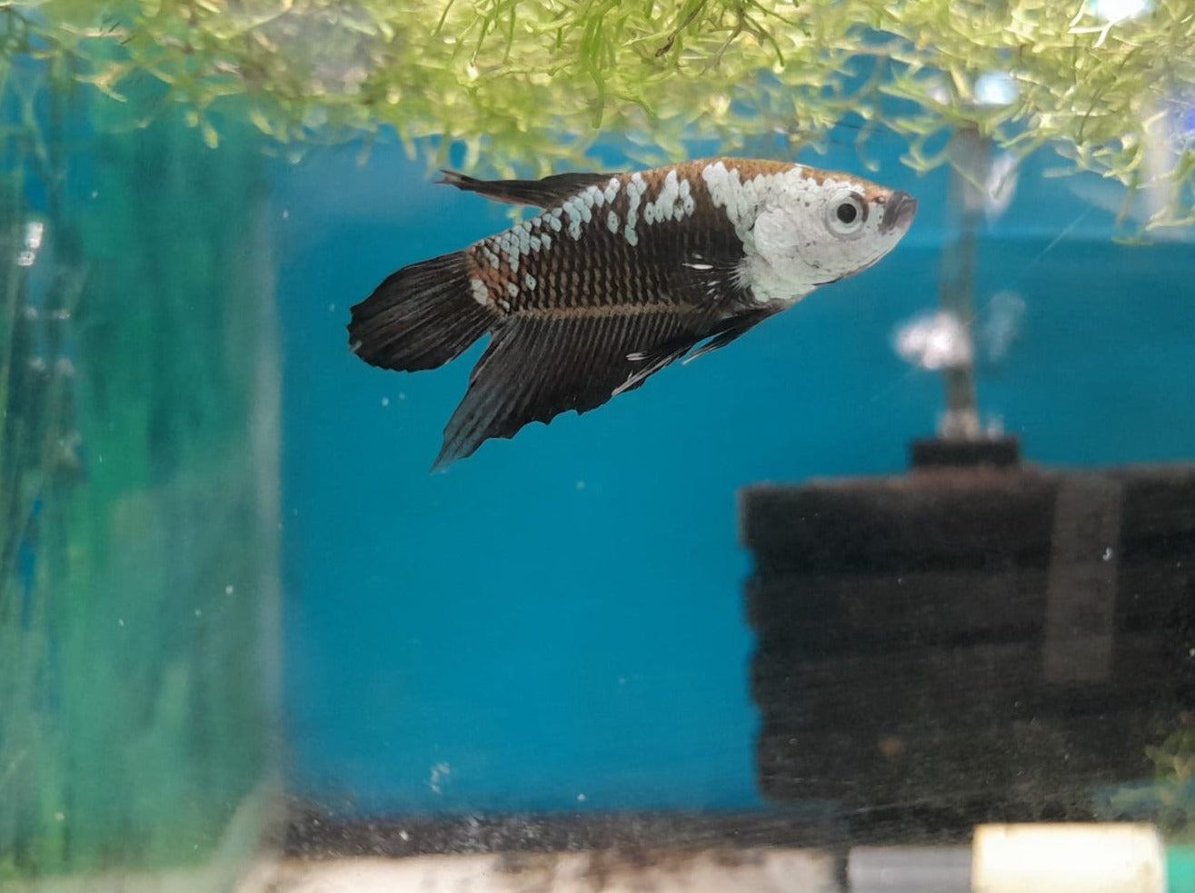 BETTA PLAKAT BLACK SAMURAI WYSIWYG #18