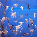PTEROPHYLLUM - SCALARI