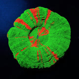 SCOLYMIA AUSTRALIS BLEEDING APPLE FRAG