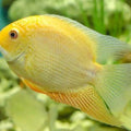 HEROS SEVERUS RED-GOLD