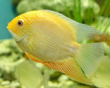 HEROS SEVERUS RED-GOLD